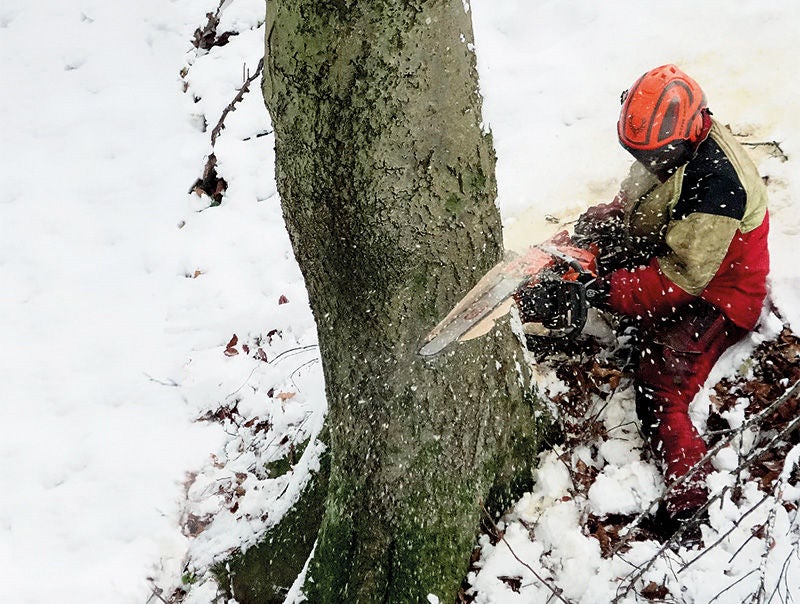 Eine Person mit Schutzkleidung und Helm steht mit einer Motorsäge an einem Baum und sägt, es ist Winter