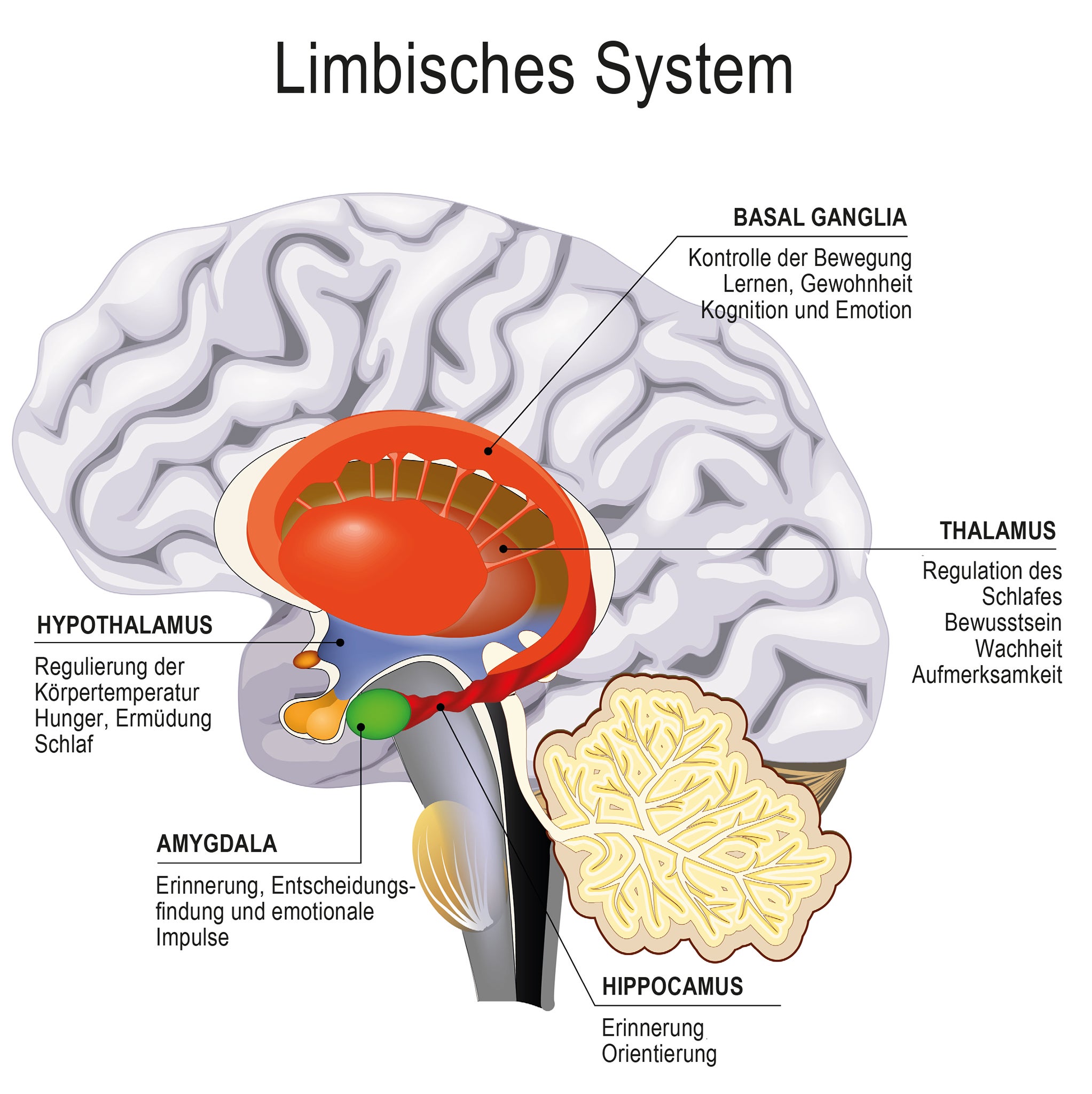 Die Illustration zeigt das sogenannte limbische System im Gehirn. Details im Text beschrieben