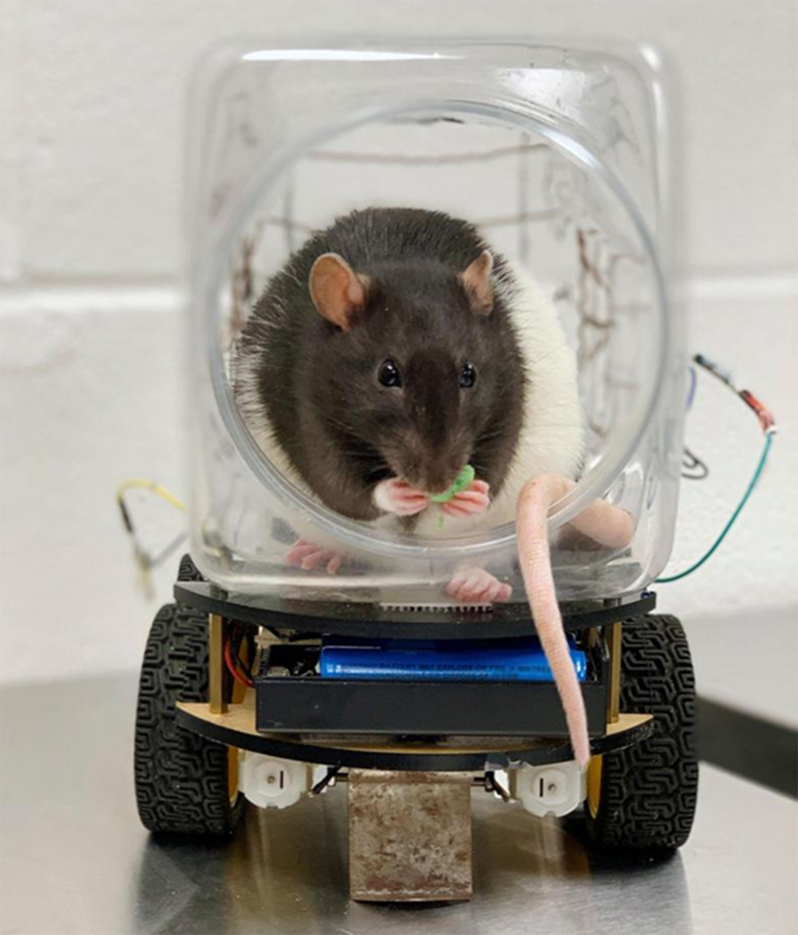 Ratte in einem kleinen Fahrzeug