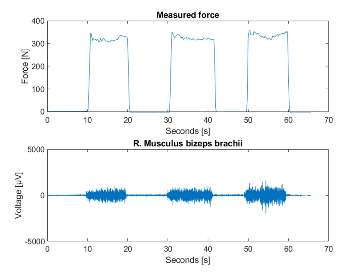 Abbildung 4: Kraftverlauf und EMG-Signal des M. biceps brachii vom vierten Probanden des dritten Zugversuches des Fleischhängewagens.