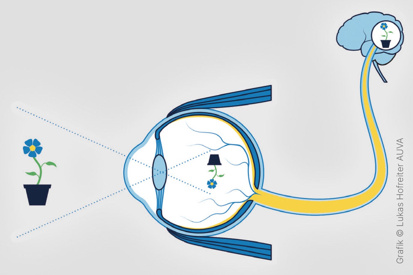 Schematische Darstellung des Sehvorgangs: Ein Objekt, dargestellt als Blume, wird durch das Auge wahrgenommen. Die optischen Signale werden über den Sehnerv ins Gehirn geleitet, wo sie verarbeitet werden.