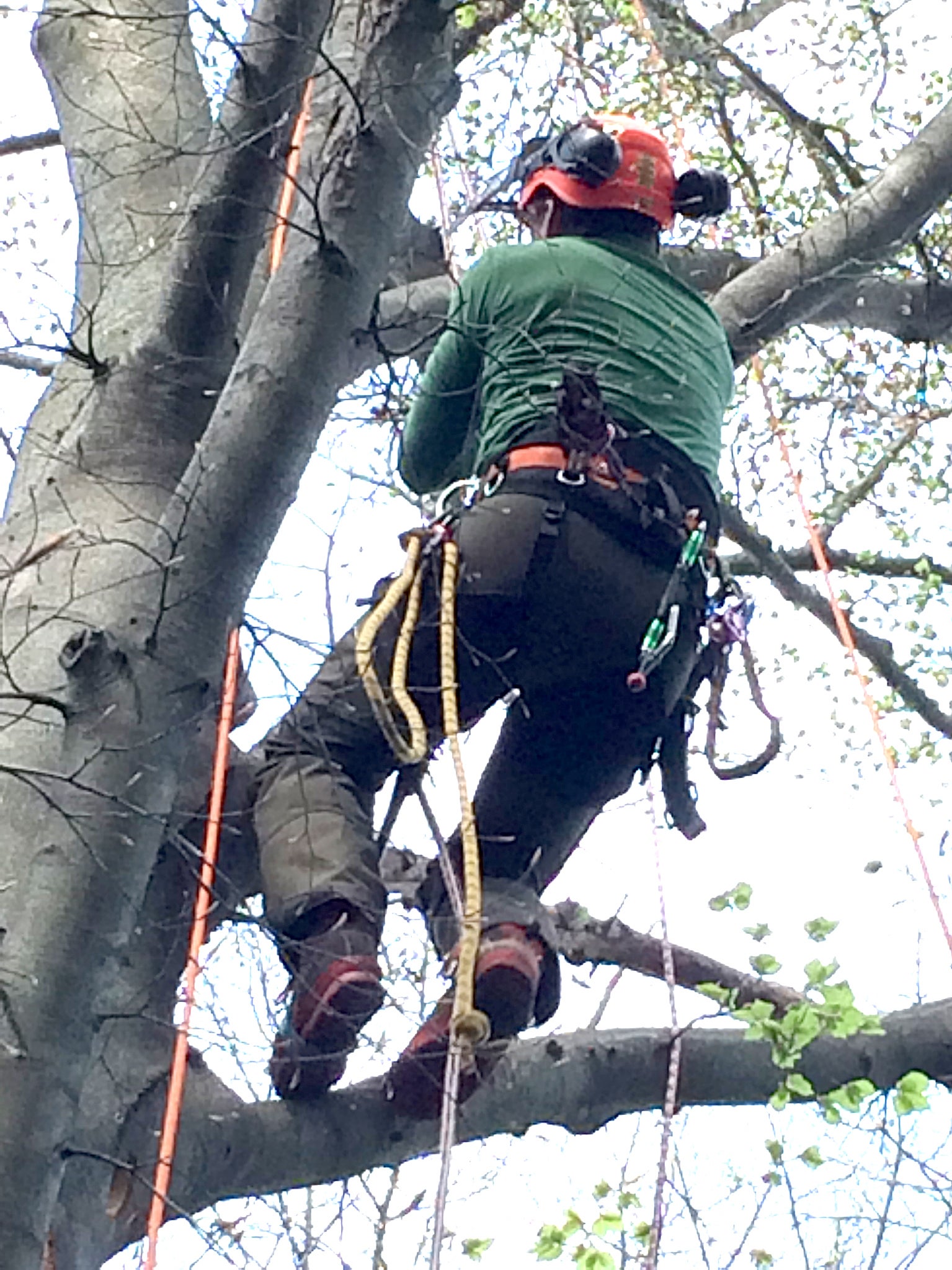 Mann klettert professionell auf einen Baum